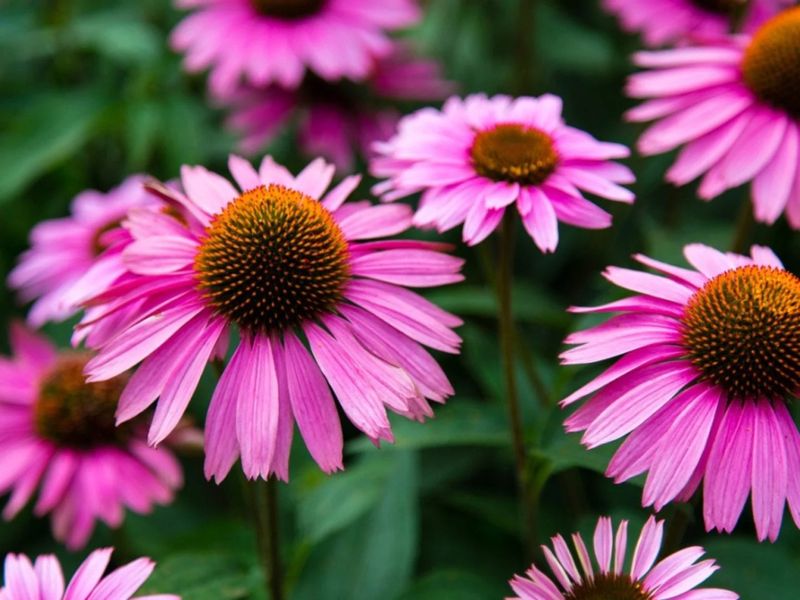 Coneflowers