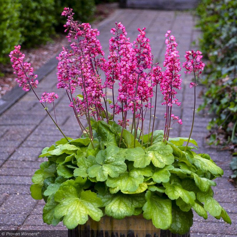 Coral Bells