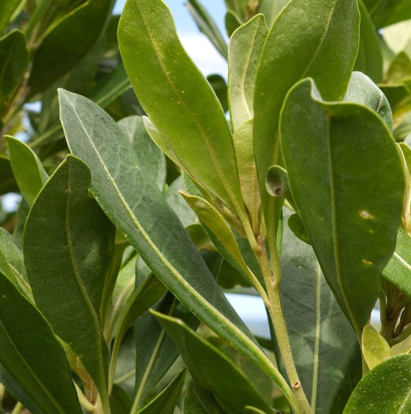 Corkwood (Duboisia myoporoides)