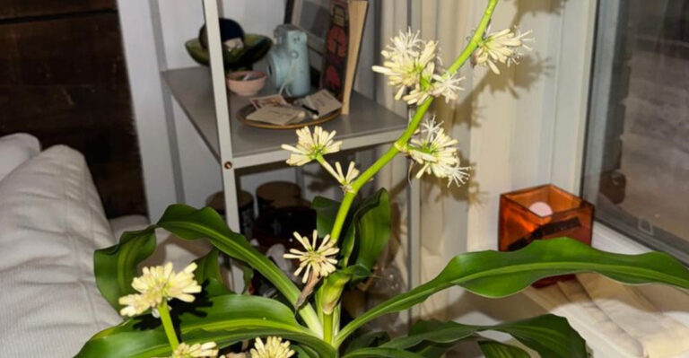 Corn Plant Blooming? Here’s What It Means and What to Do Next