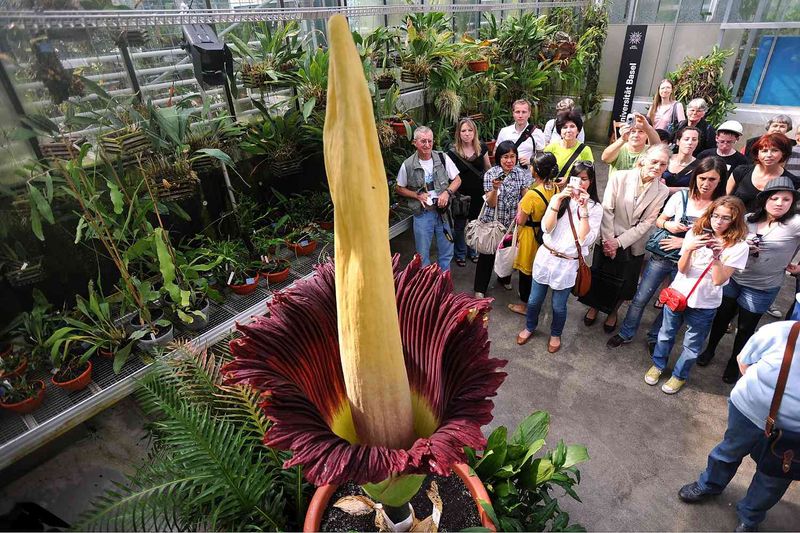 Corpse Flower (Amorphophallus Titanum)