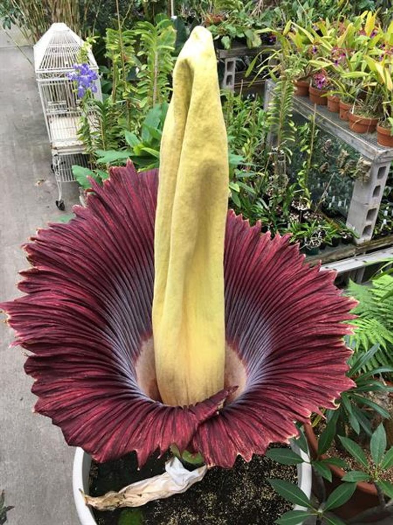 Corpse Flower (Amorphophallus titanum)