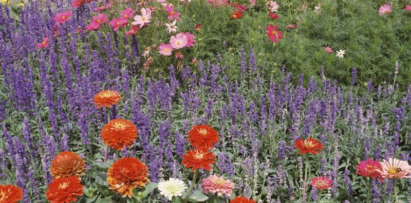 Cosmos and Salvia