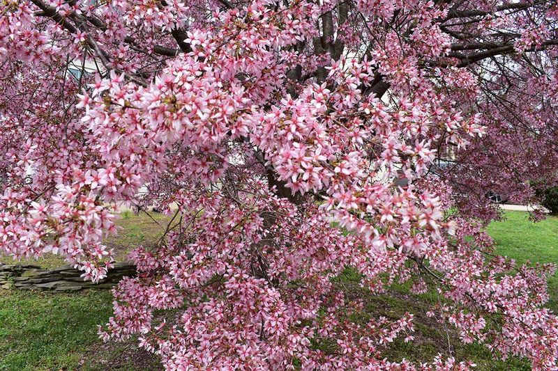 Crabapple Tree