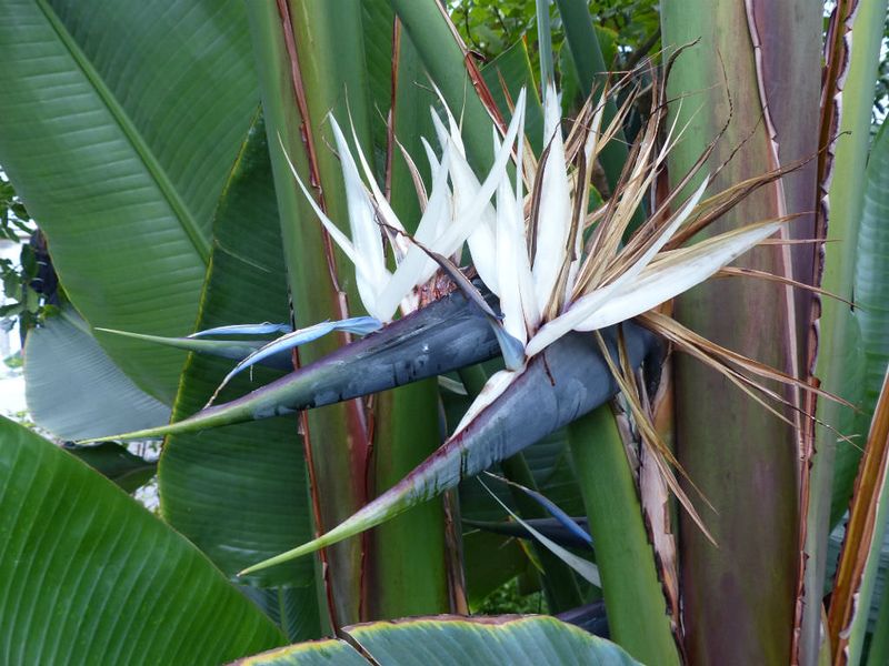 Crane Flower (Strelitzia alba)