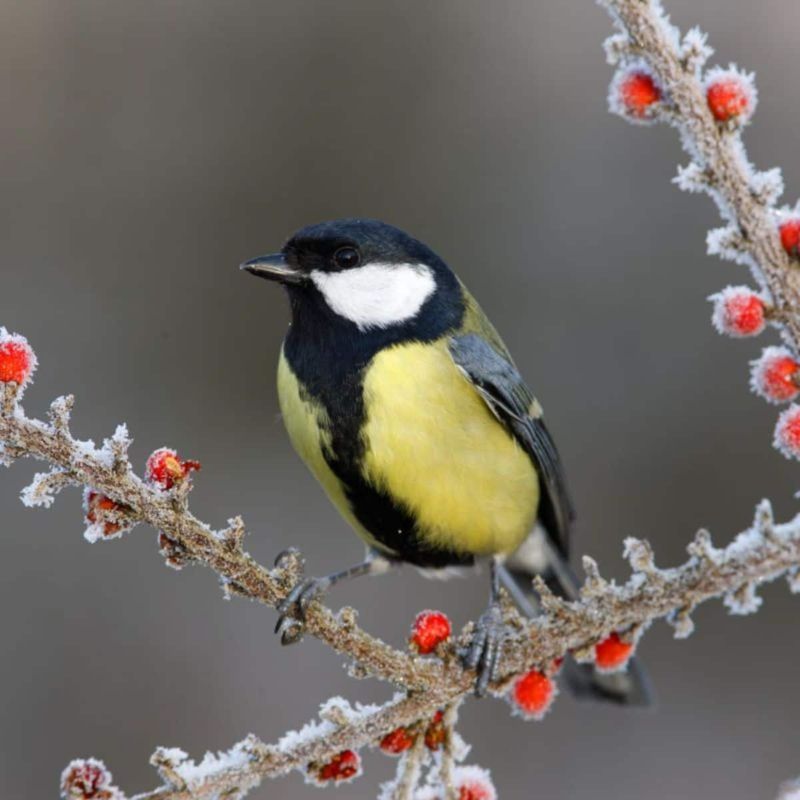 Creating Winter Wildlife Habitats