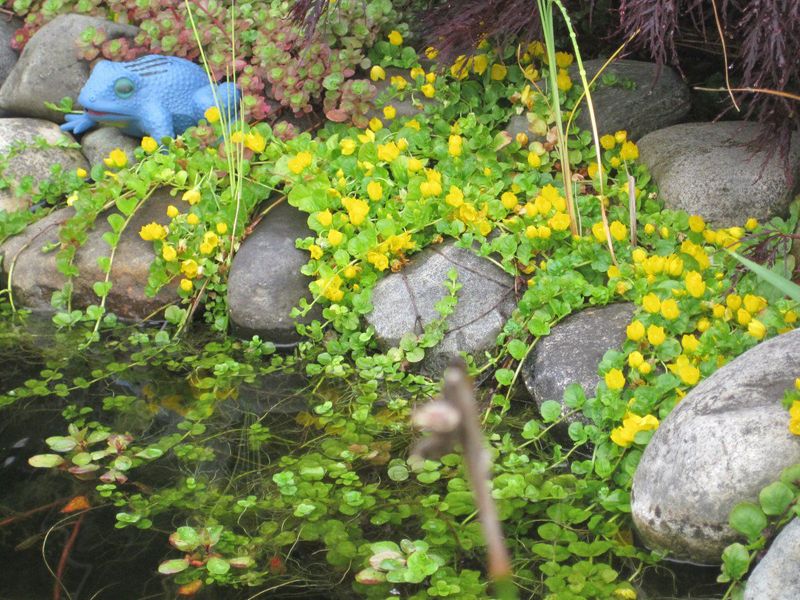 Creeping Jenny