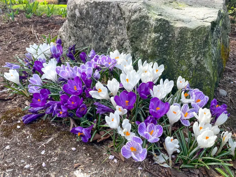 Crocus