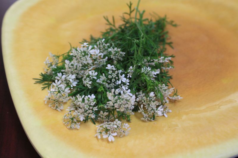 Culinary Uses of Flowers