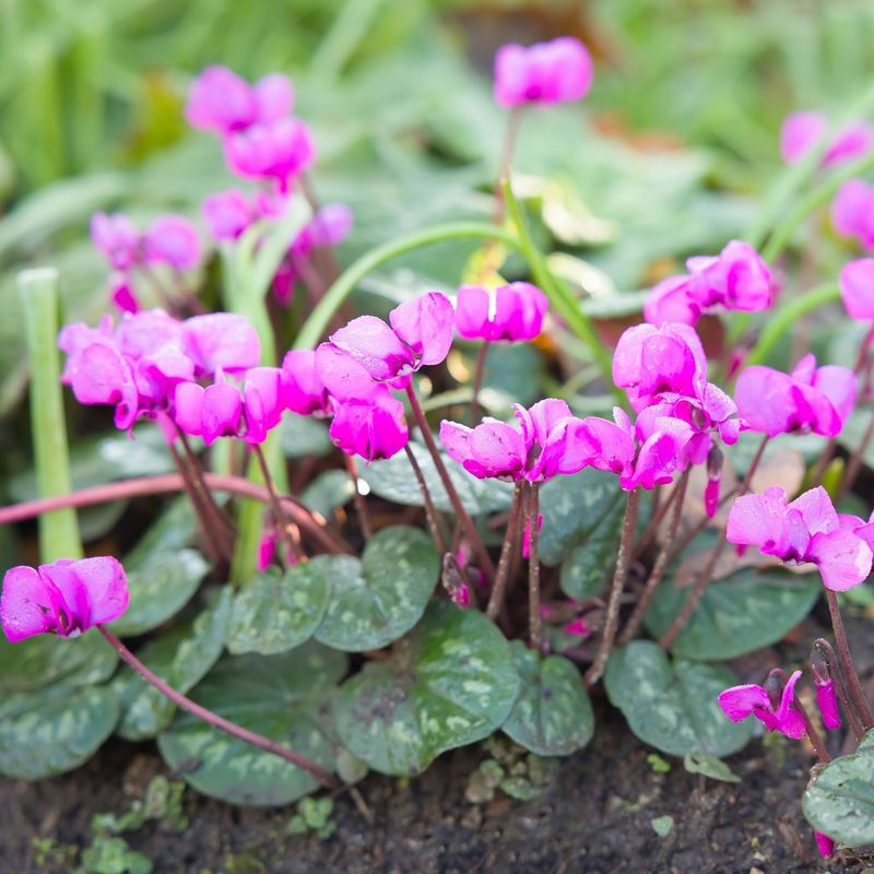 Cyclamen (Cyclamen coum)