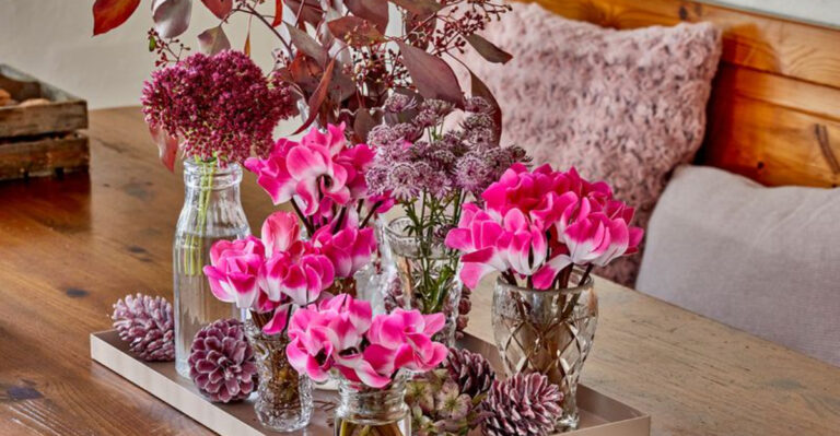 Cyclamen: The Most Underrated Winter Houseplant You Need to Know