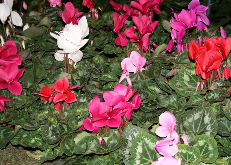 Cyclamen Varieties