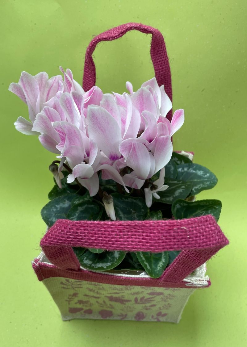 Cyclamen for Gifting