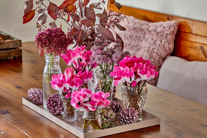 Cyclamen in Decor