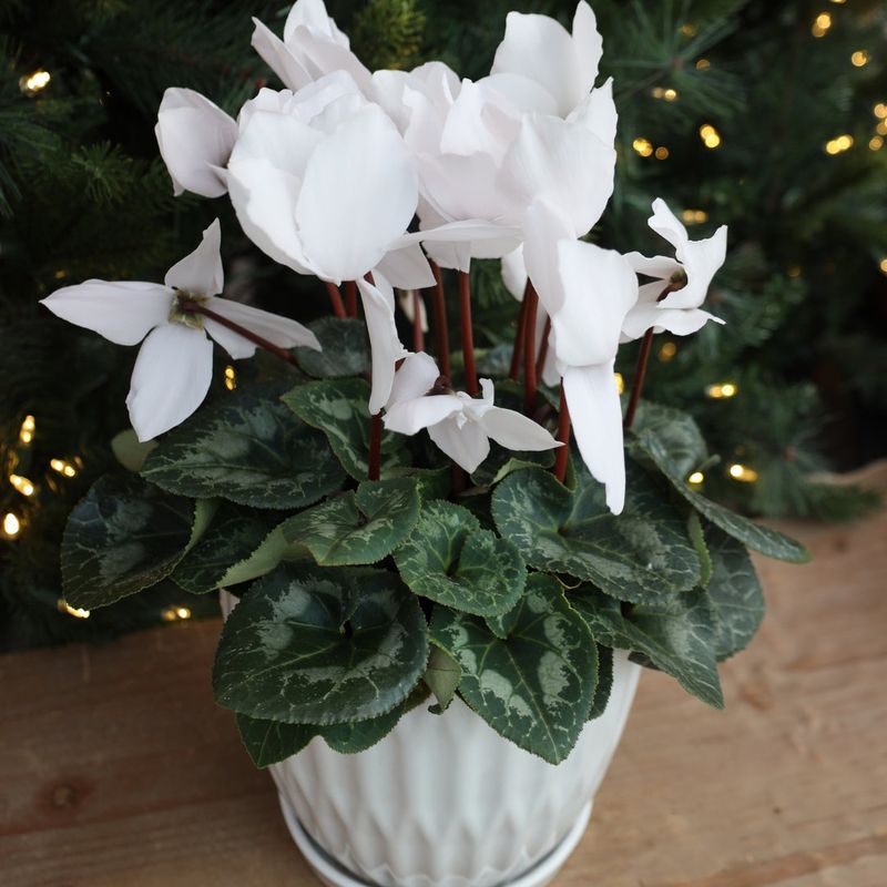 Cyclamen's Historical Significance