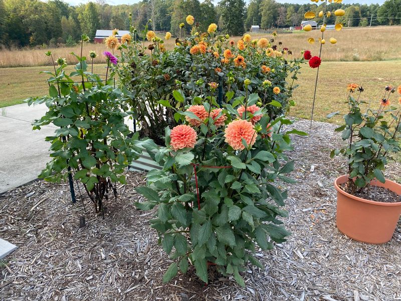 Dahlias