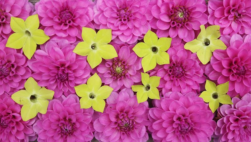 Dahlias and Nicotiana