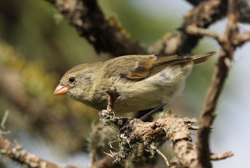 Darwin's Finches