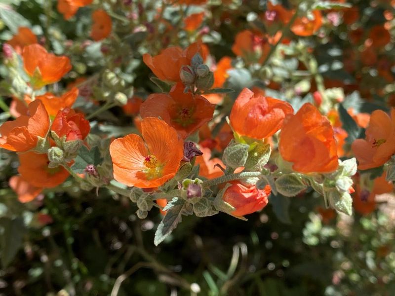 Desert Globemallow