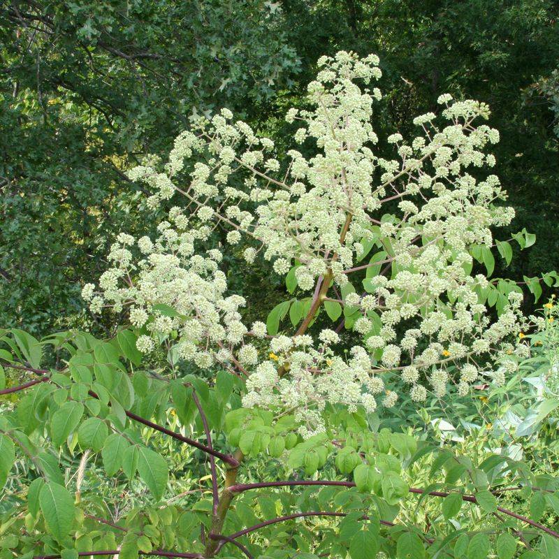 Devil's Walking Stick (Aralia spinosa)