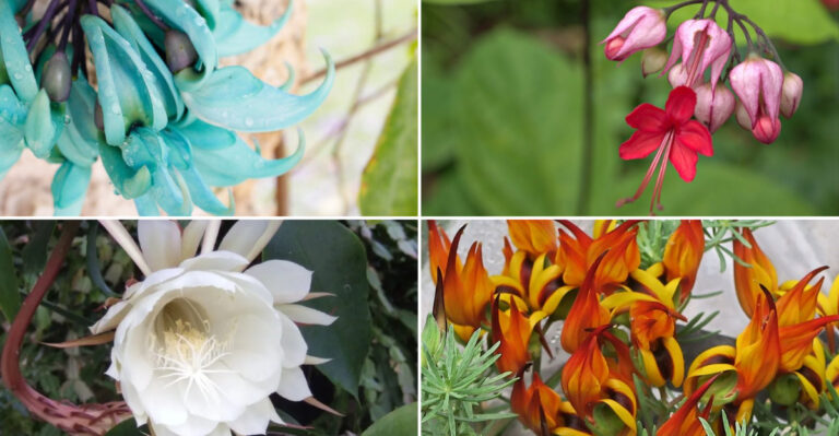 Discover 12 Exotic Flowers That Bloom Seasonally