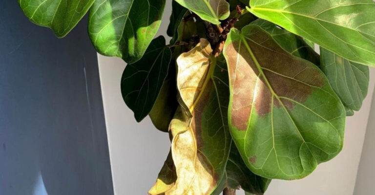 Discover the 8 Causes of Brown Spots on Your Fiddle Leaf Fig & How to Rescue It