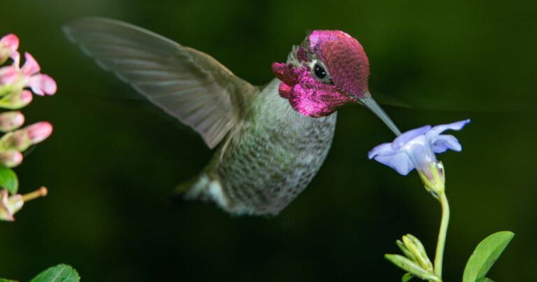 Discover the Pale Blue Bloom That Hummingbirds Love