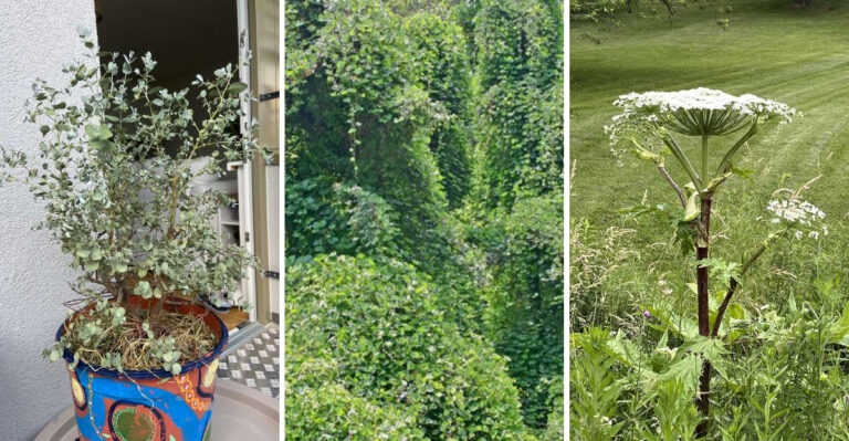 Discover the World’s 10 Fastest-Growing Plants