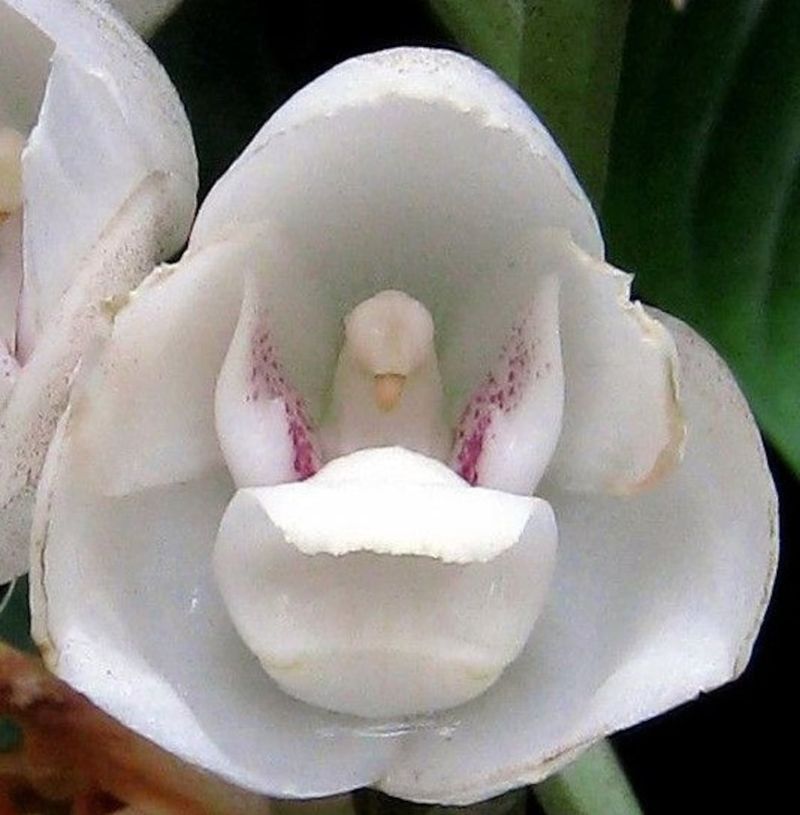 Dove Orchid (Peristeria elata)