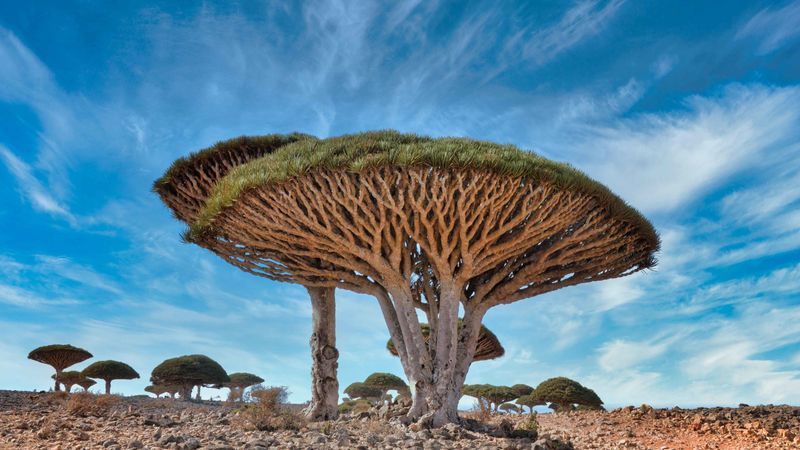 Dragon's Blood Tree (Dracaena cinnabari)