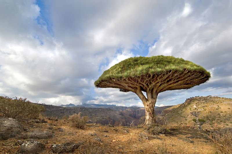 Dragon's Blood Tree