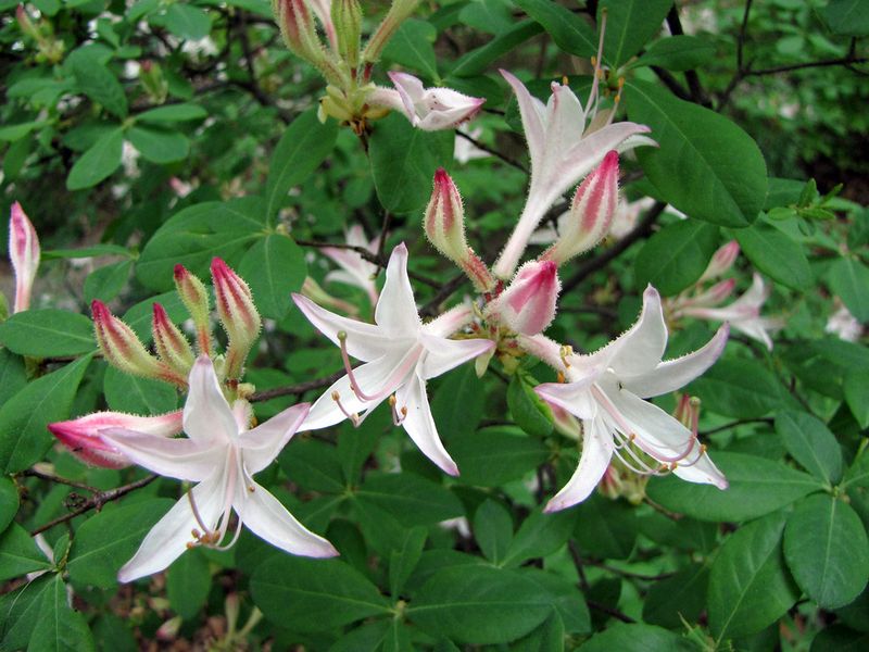 Dwarf Azalea (Rhododendron atlanticum)