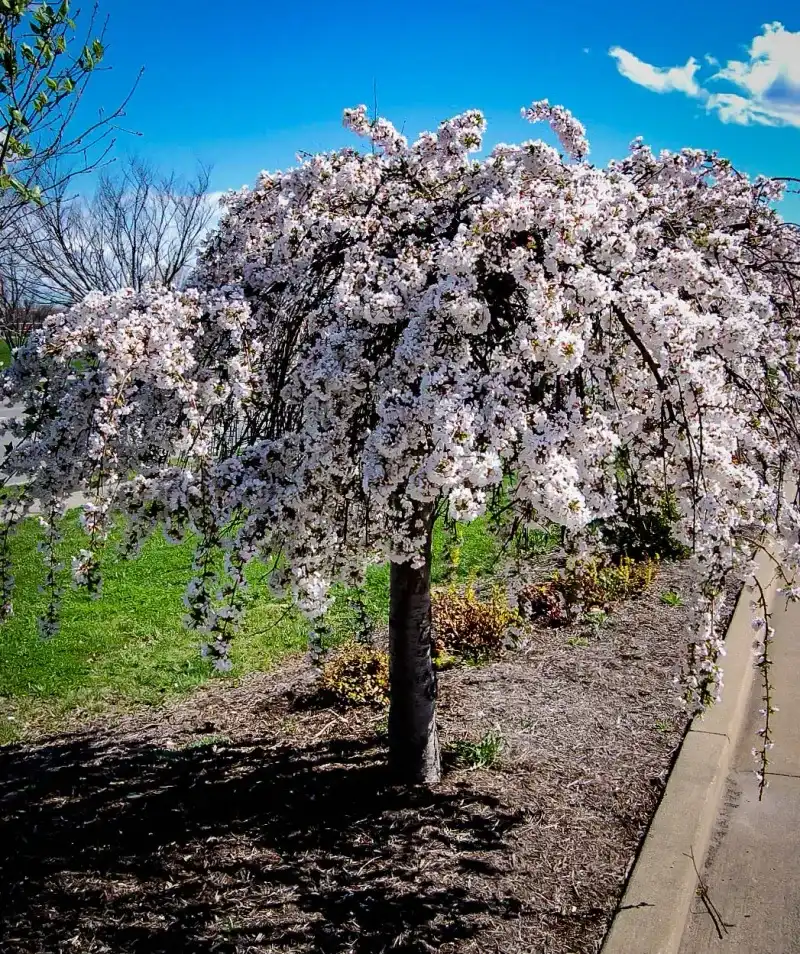 Dwarf Weeping Cherry