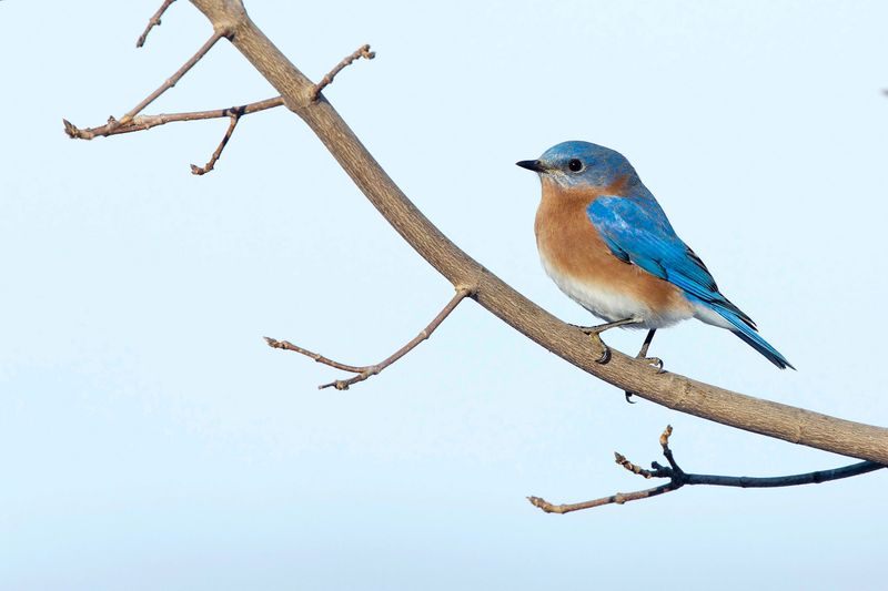 Eastern Bluebird