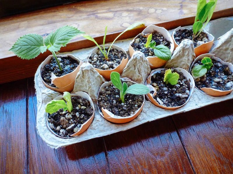 Eggshell Seed Starters