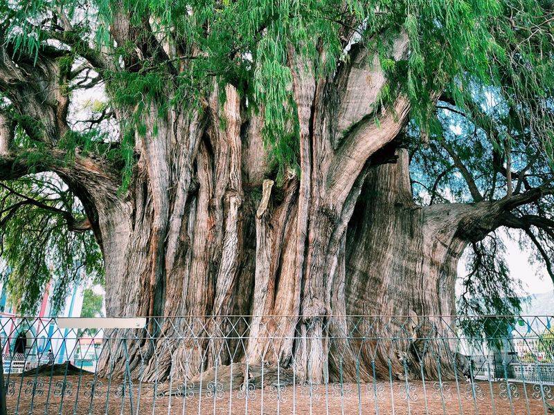 El Arbol del Tule