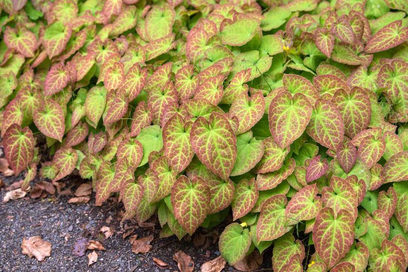 Epimedium (Barrenwort)