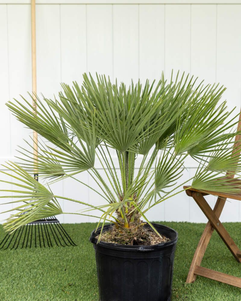 European Fan Palm (Chamaerops humilis)