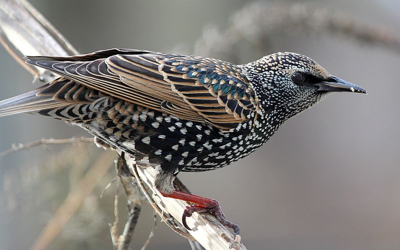 European Starling