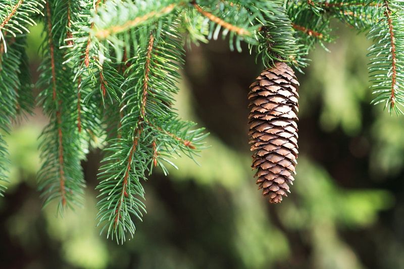 Evergreen Conifers