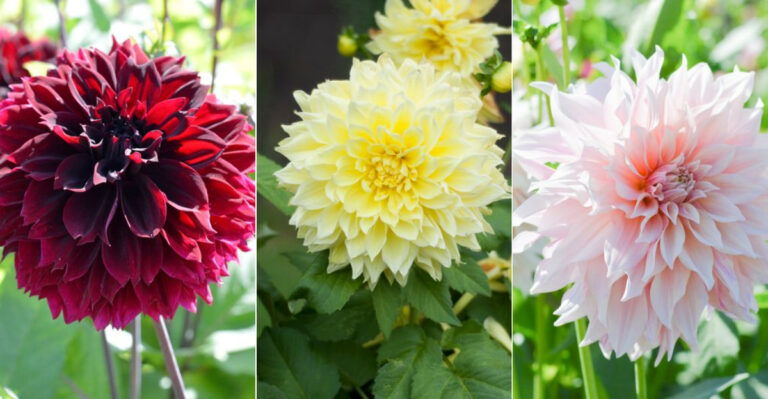 Explore These 12 Must-Grow Dahlia Varieties