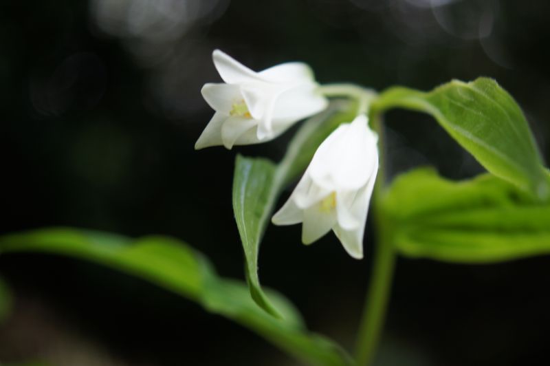 Fairy Lanterns