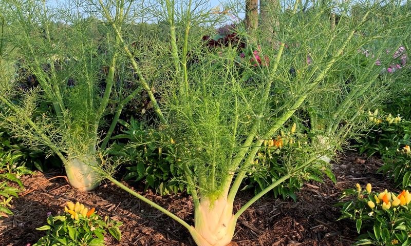 Fennel