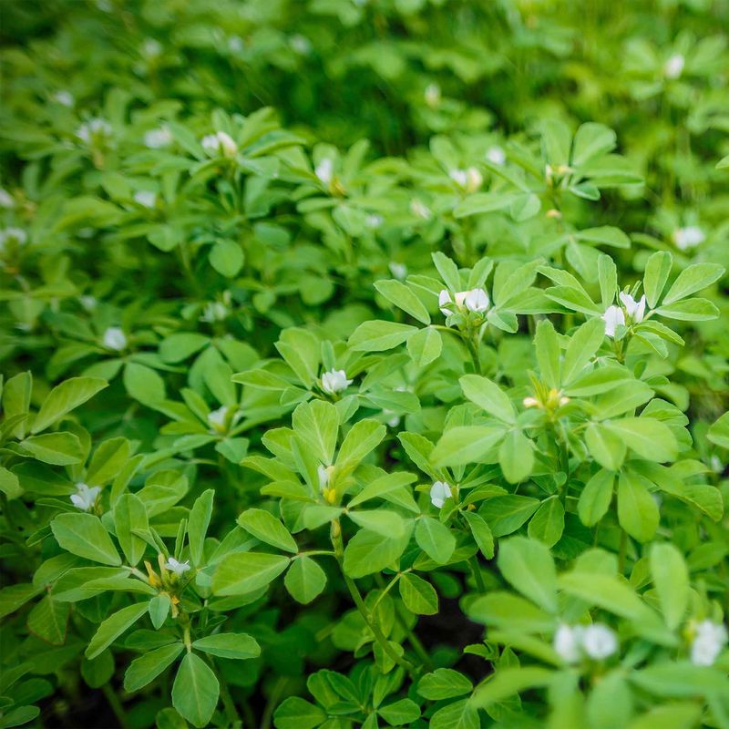 Fenugreek