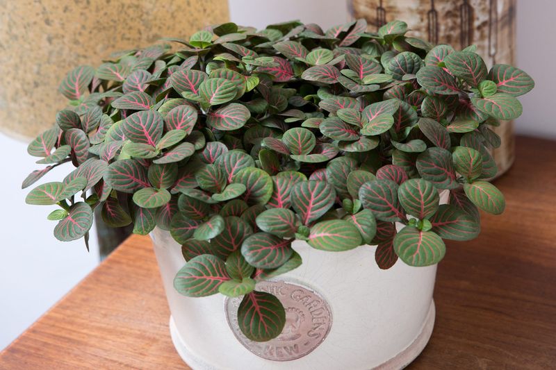 Fittonia