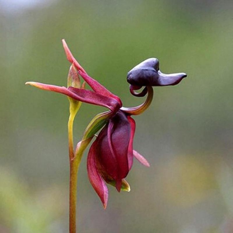 Flying Duck Orchid (Caleana major)