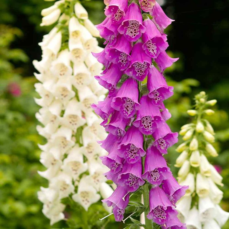 Foxglove (Digitalis purpurea)