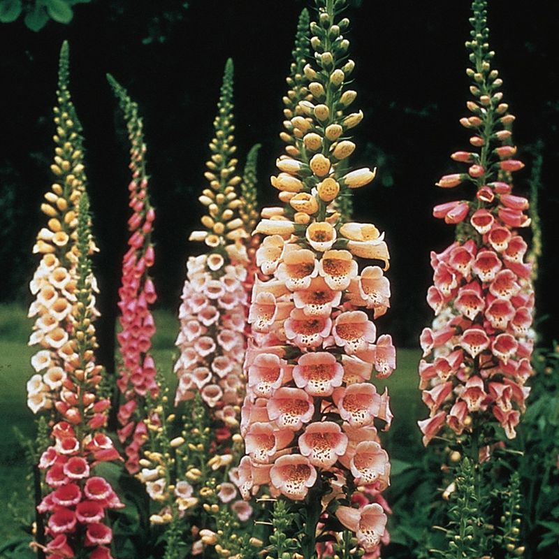 Foxgloves