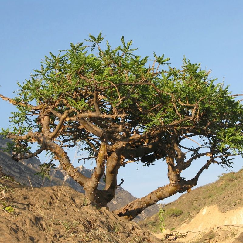 Frankincense tree (Boswellia sacra)