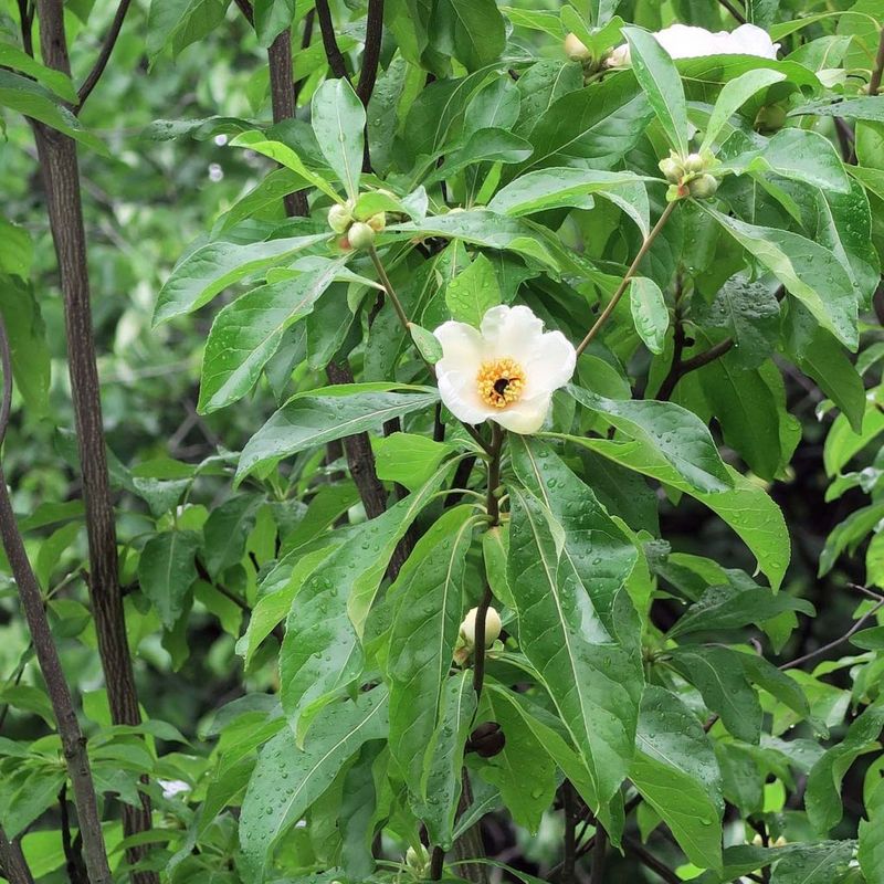 Franklin Tree (Franklinia alatamaha)